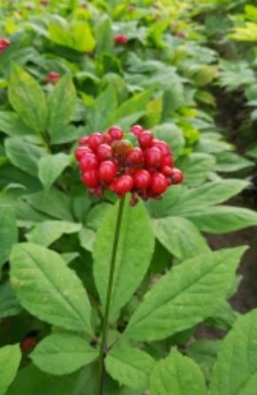ginseng