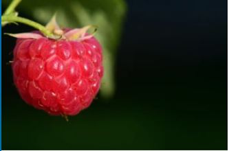raspberry
