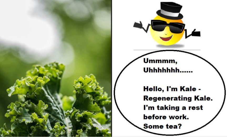 kale1